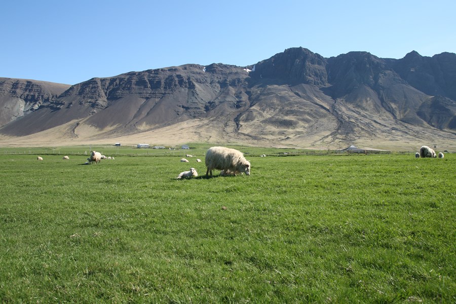 Sauðfjárrækt, gæðavottun og grænþvottur