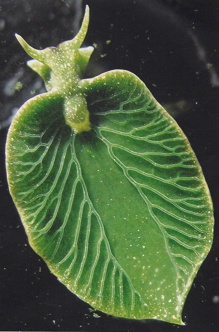 Sæsnigillinn Elysia chlorotica er eitt af ótal undrum náttúrunnar. 
