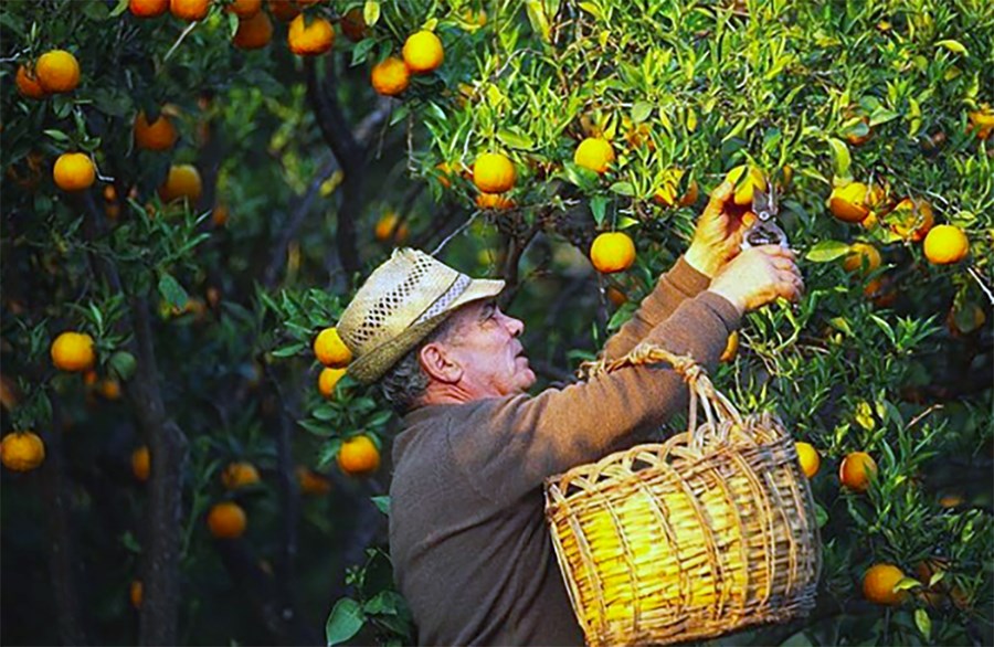Framleiddar voru 6,6 milljónir tonna af appelsínum 2018