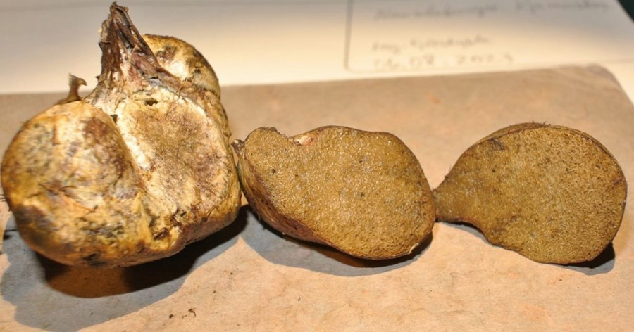 Nýr sveppur af Rhizopogon-ættkvísl fannst nýlega í Eyjafirði.