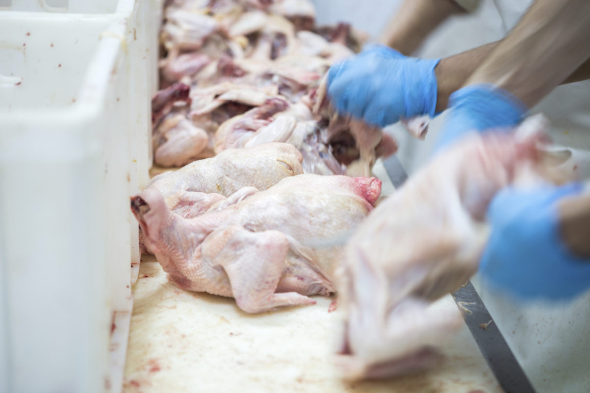 Innflytjendur bera ábyrgð á að reglum um salmonellu og kampýlobakter sé fullnægt