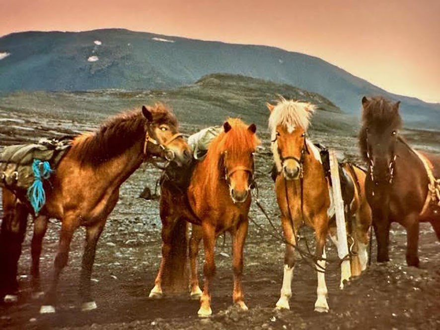 Fjórir klárar Ólafs prýða forsíðu bókarinnar Tölt og brölt. Eiðfaxi, Huginn, Hrókur og Högni.