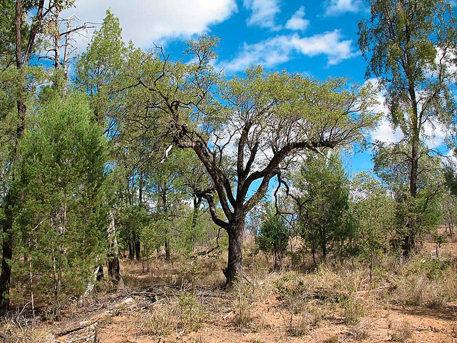 Kínin var lengi eina lyfið sem þekktist gegn malaríu. Það er náttúrulyf sem finnst í berki plöntu sem kallast kínabörkur.