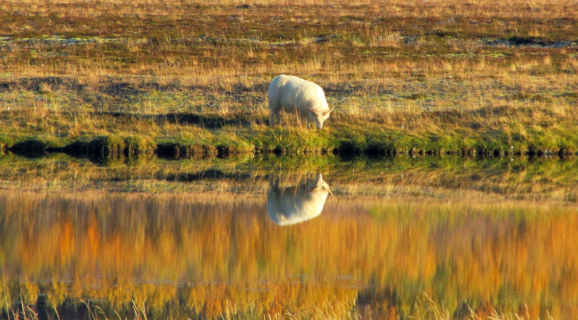 Landgræðsla og sjálfbærniviðmið