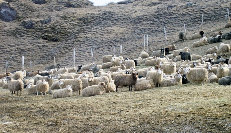 100 ár síðan íslenskt sauðfé var flutt til Grænlands