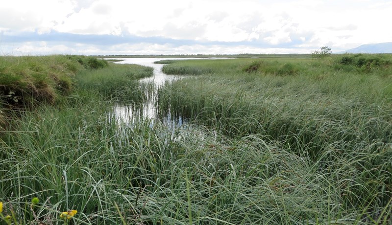 Endurheimt votlendis er einföld framkvæmd og útkoman yfirleitt mjög góð