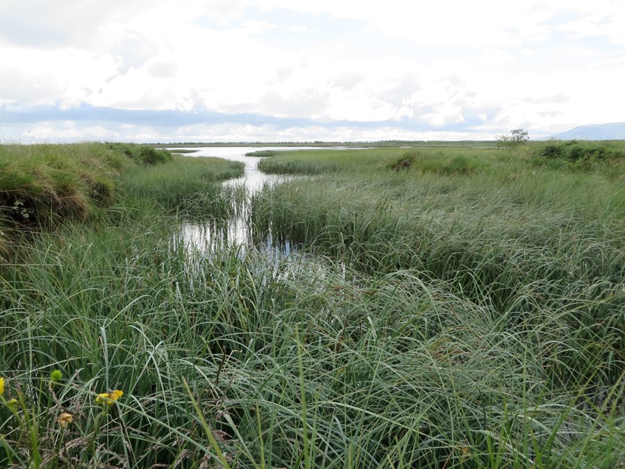 Endurheimt votlendis er einföld framkvæmd og útkoman yfirleitt mjög góð