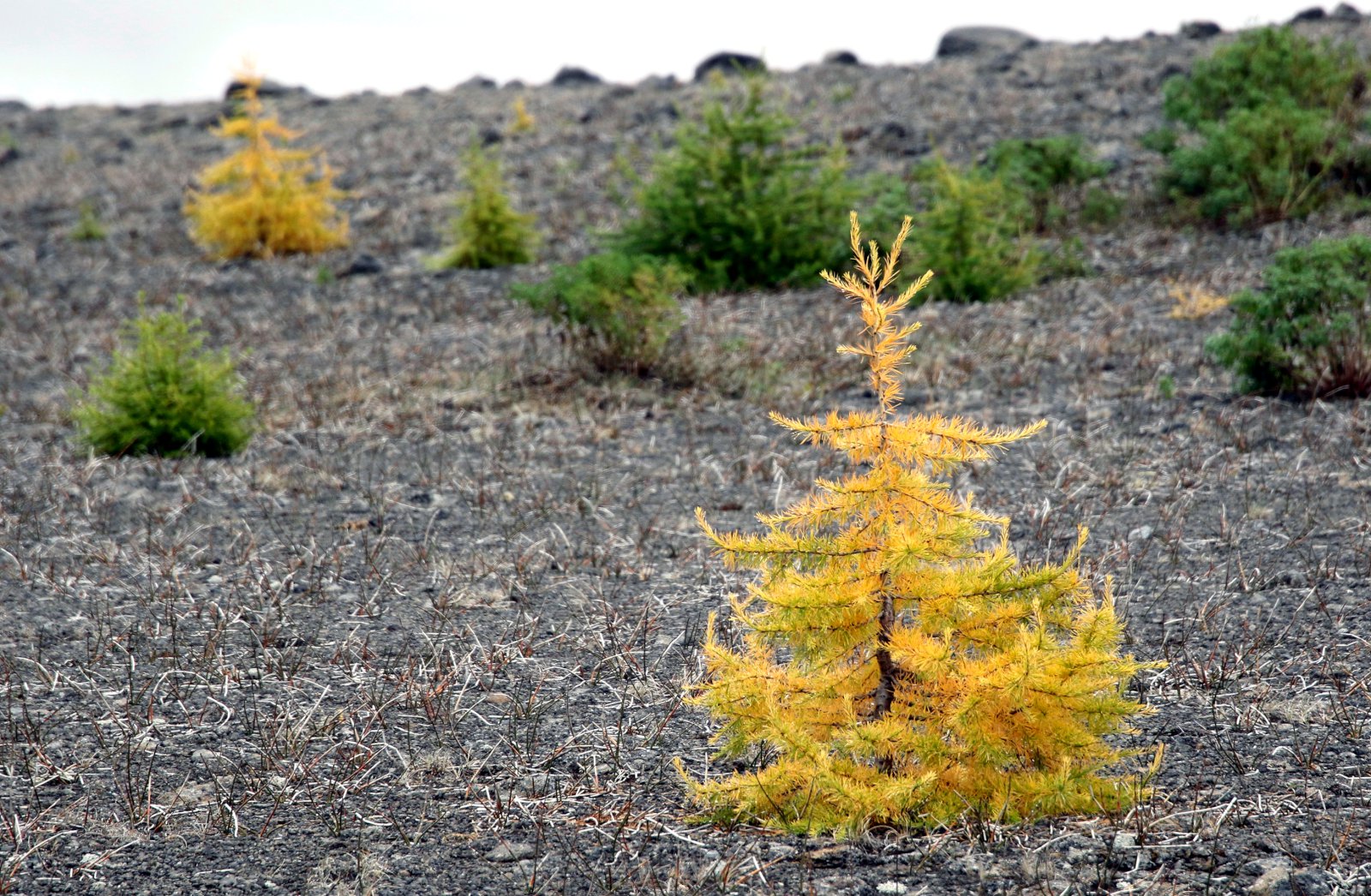 Skógrækt er mikilvægur hluti af framlagi Íslands til loftslagsmála