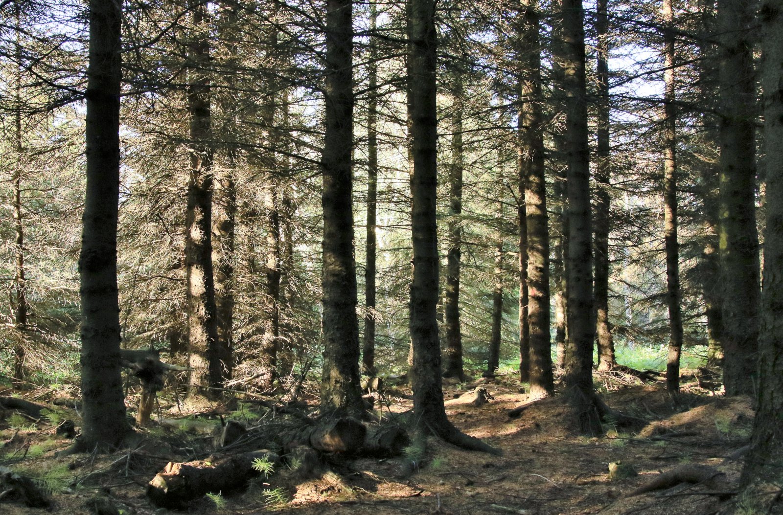 Tryggja þarf framlög til landgræðslu og skógræktar