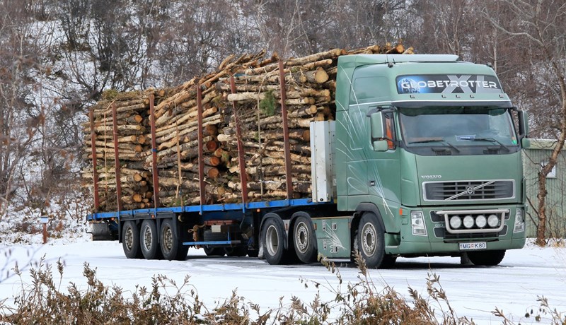 Lerkiskógur – vöxtur og þroski