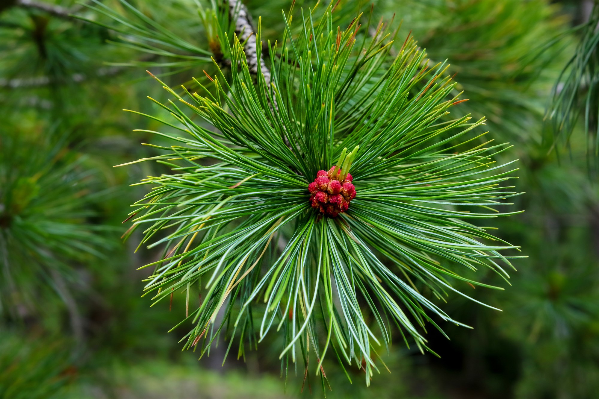 Sembrafura / Lindifura (Pinus cembra / Pinus sibirica)