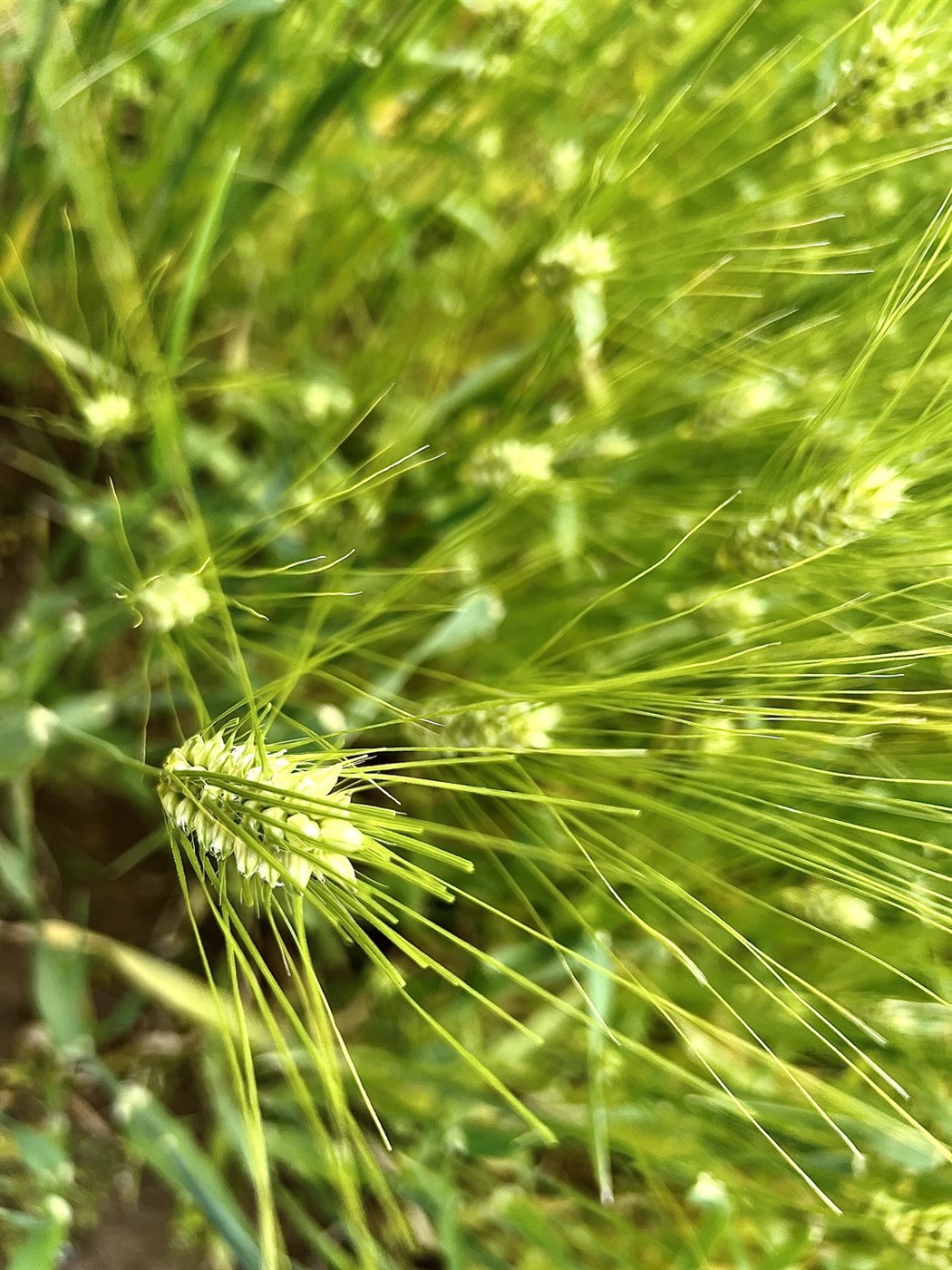 Kornræktendur fá fyrirframgreiðslu