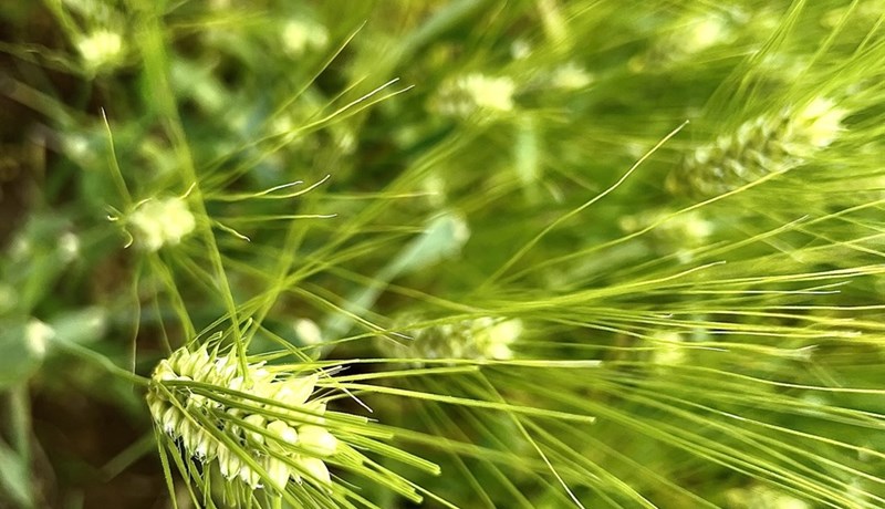 Kornræktendur fá fyrirframgreiðslu