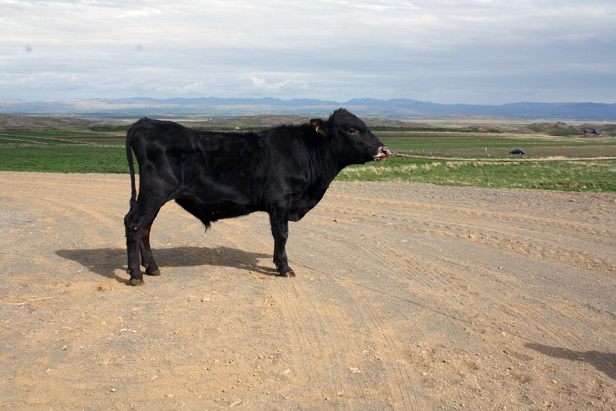 Bolti besta nautið fætt 2009