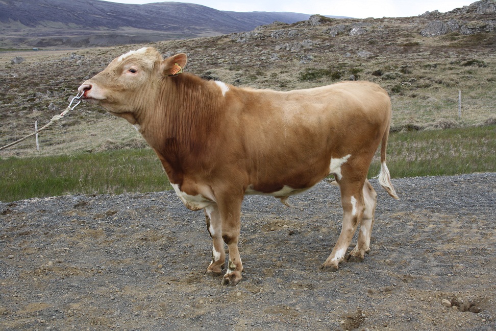 Helstu niðurstöður nýs kynbótamats í nóvember 2015