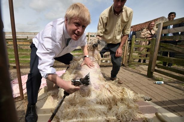 Boris Johnson, á fínu skónum, gerði sér lítið fyrir og rúði kind í heimsókn sinni til Wales. Mynd / walesonline.co.uk.