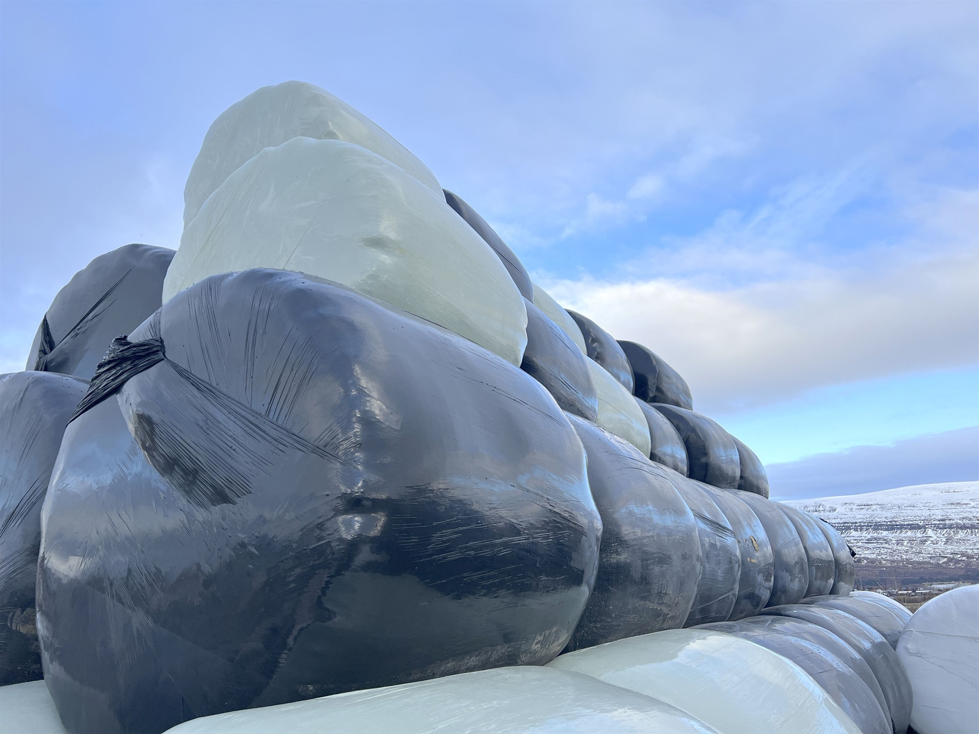 Frágangur heyrúllufarms á tengivagni fyrir dóm