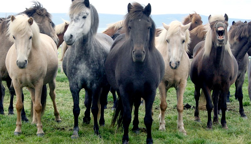 Búskapur með blóðgjafahryssur