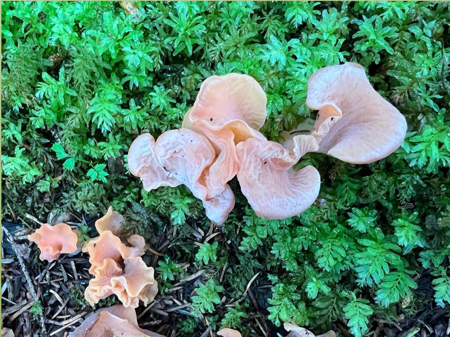 Nýr hlaupsveppur fundinn