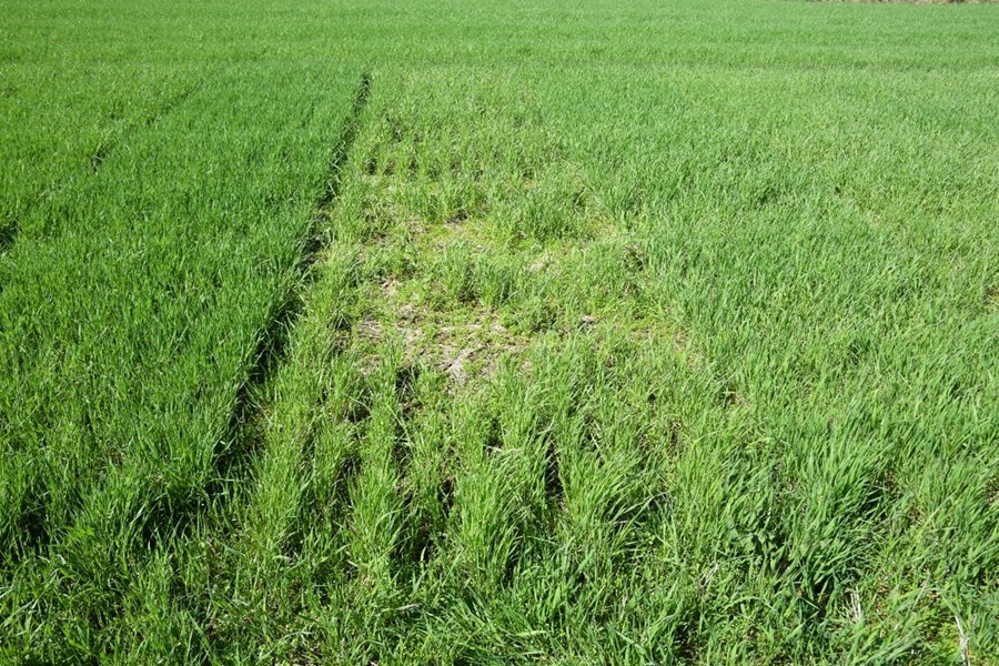 Vetrarþol yrkjanna var misjafnt, yrkið Gunnar er fyrir miðju, Snorri til vinstri og Nuutti til hægri. Myndin var tekin 4. júní 2018.