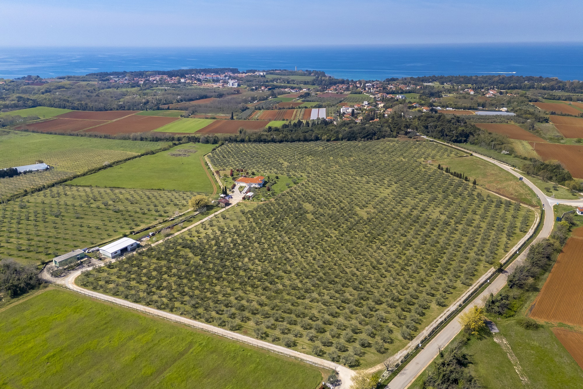 Með ólífur í bakgarðinum