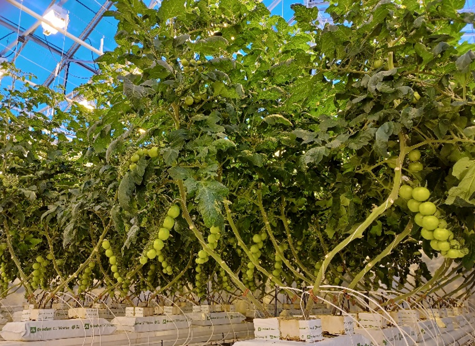 Tómatatilraun um áhrif lýsingar og CO2 auðgunar