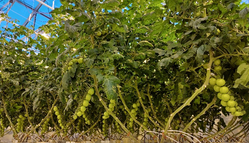 Tómatatilraun um áhrif lýsingar og CO2 auðgunar