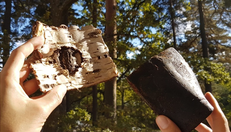 Lífgúmmí framleitt úr birkiberki