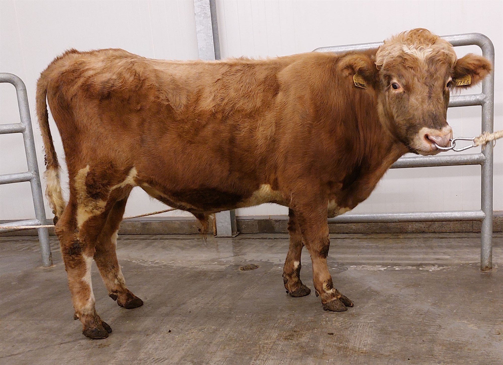 Enn er bætt á nægtaborð nautanna