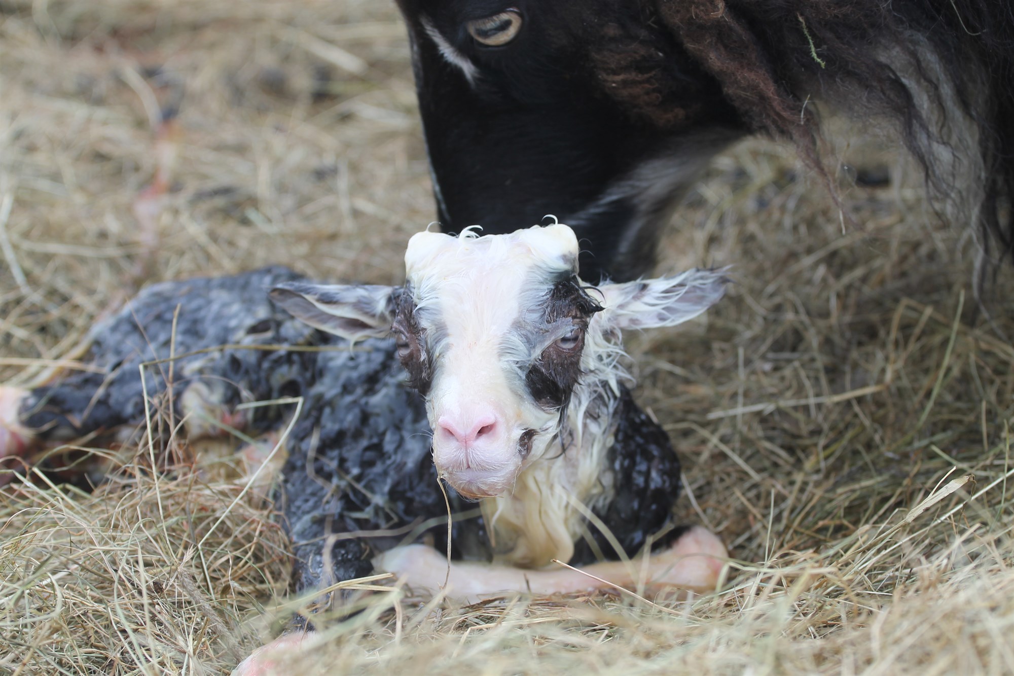 Nýtt myndband um burðarhjálp
