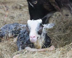 Nýtt myndband um burðarhjálp