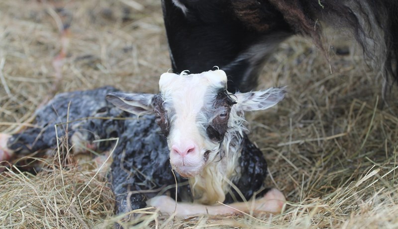 Nýtt myndband um burðarhjálp