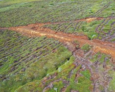 Ríkið á ekki að styrkja skógrækt með framandi ágengum tegundum