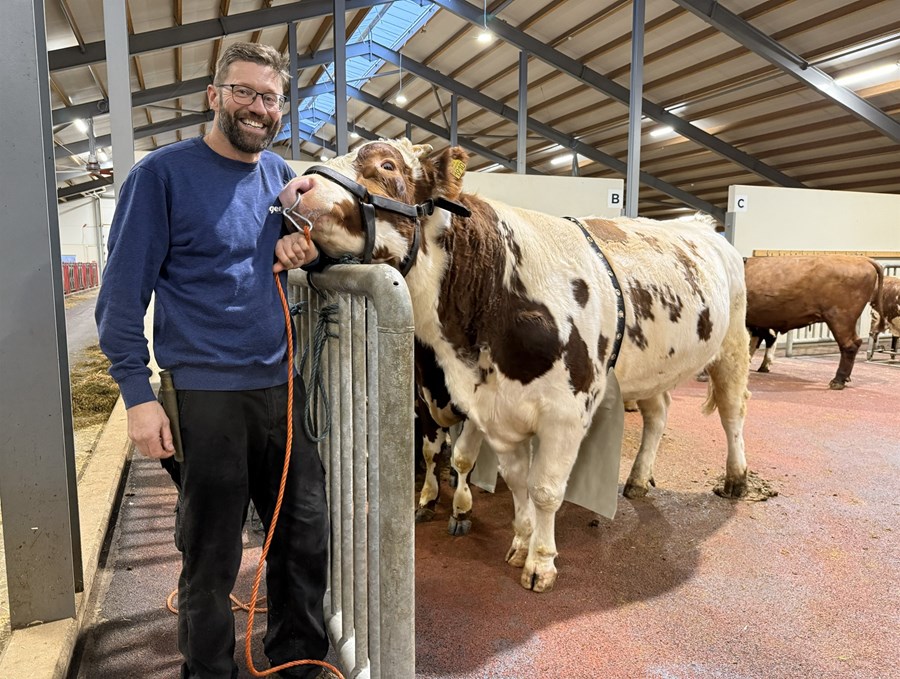 Sindri Gíslason, nautahirðir á norsku nautastöðinni Geno, með nautið 12387 NR Sandbu-P sem er á leið til sæðistöku. Hann er hrifinn af starfsemi nautastöðvarinnar og segir Íslendinga geta tekið sér sitthvað til fyrirmyndar úr norska landbúnaðarkerfinu. 