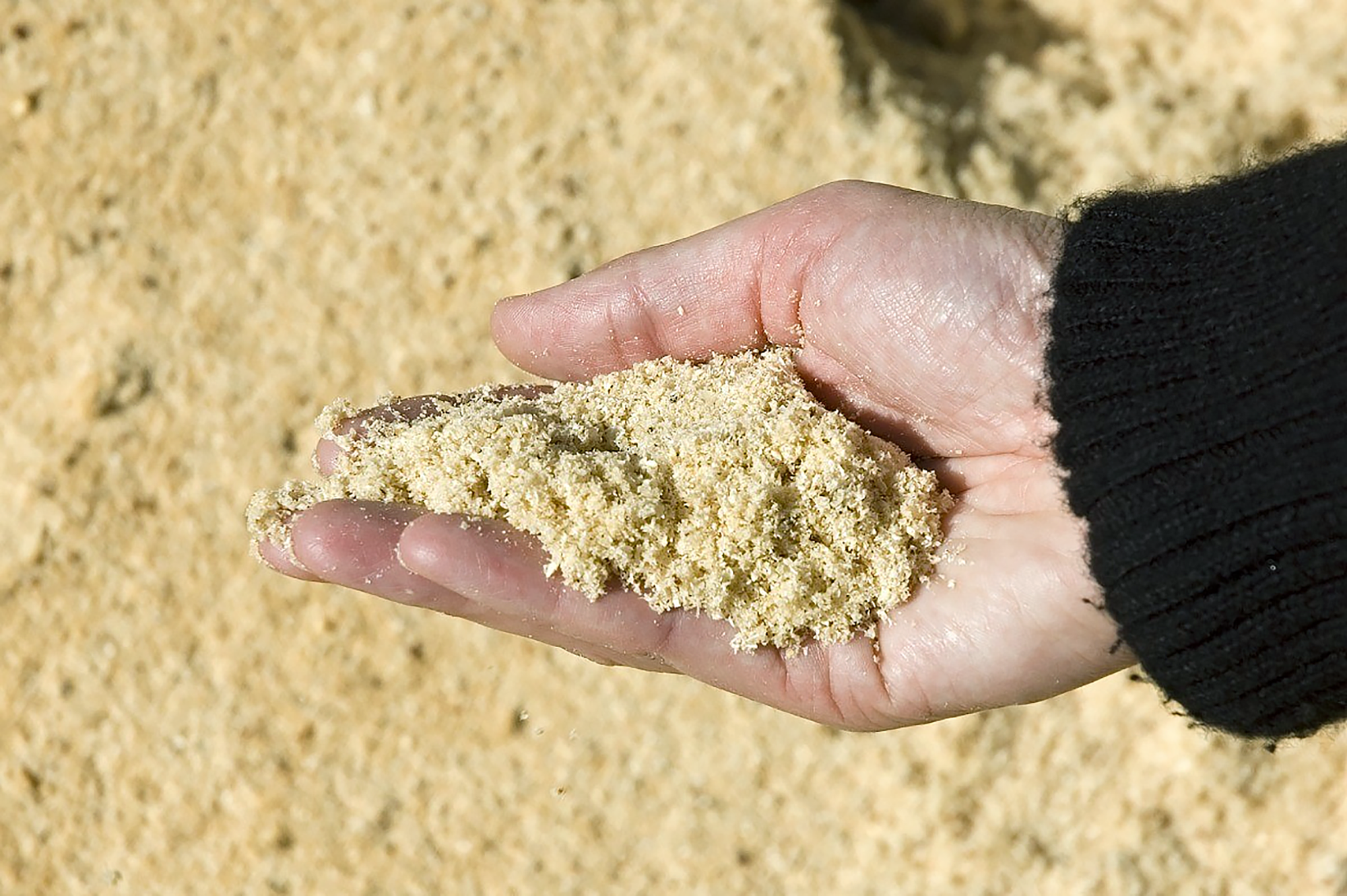 Er hægt að fóðra kýr á sagi?