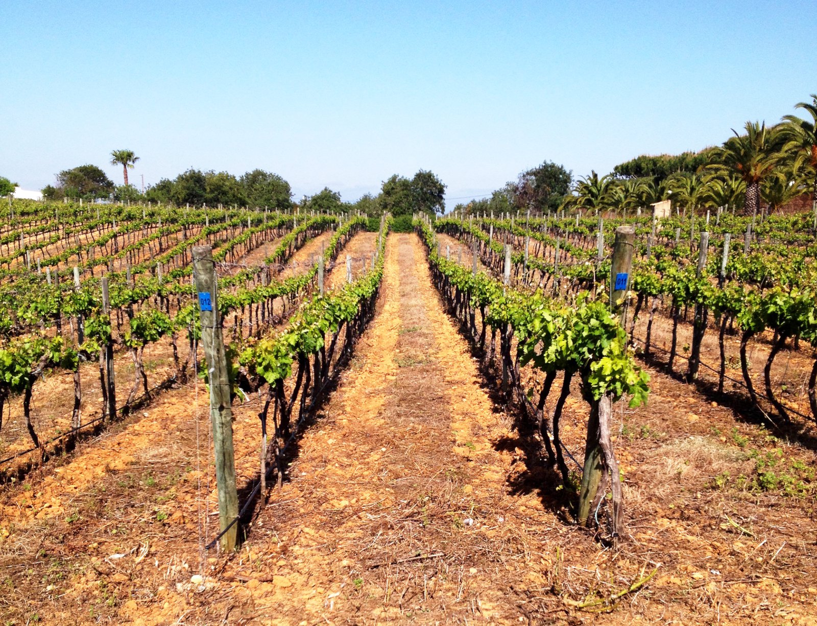 Bóndinn sir Cliff Richard