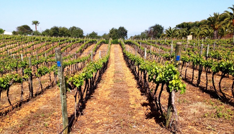 Bóndinn sir Cliff Richard