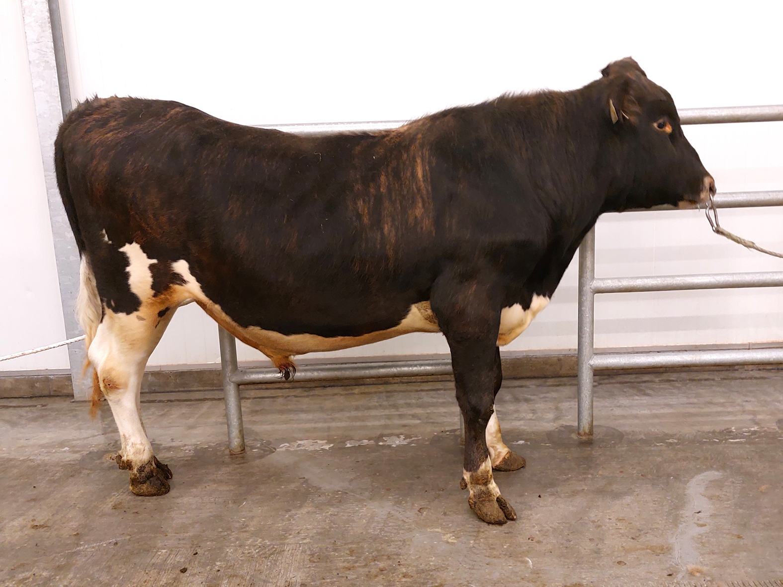 Ný naut til notkunar í september 2023