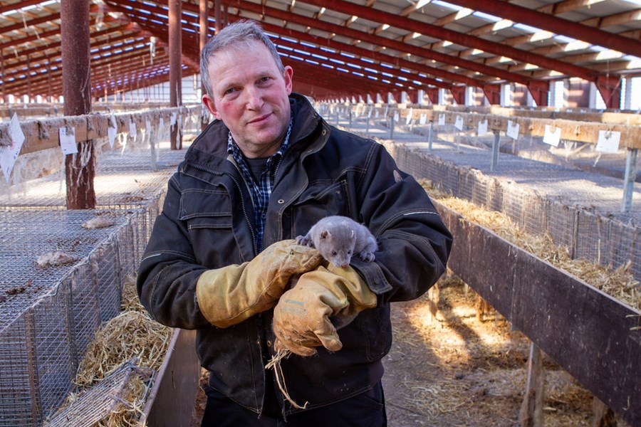 Björn Harðarson í Holti tók við embætti formanns loðdýrabænda í vetur eftir að forveri hans, Einar Einarsson frá Syðra-Skörðugili, hætti búskap um áramótin.