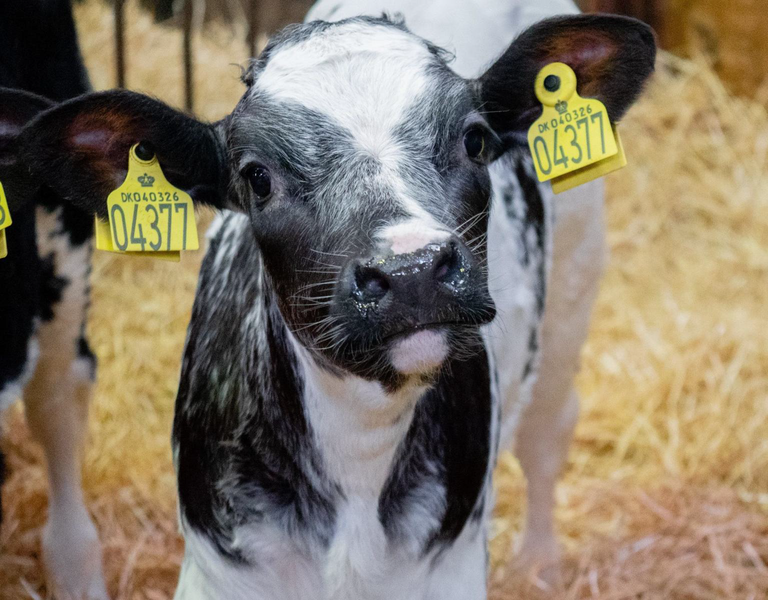 Fagþing nautgriparæktarinnar í Danmörku – þriðji hluti