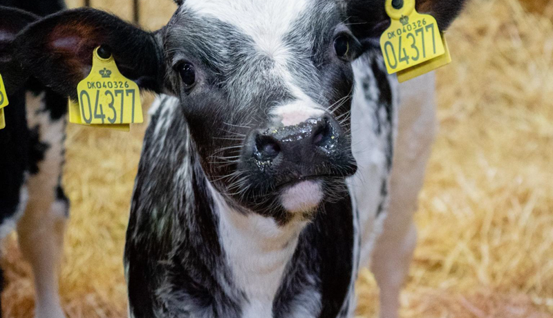 Fagþing nautgriparæktarinnar í Danmörku – þriðji hluti