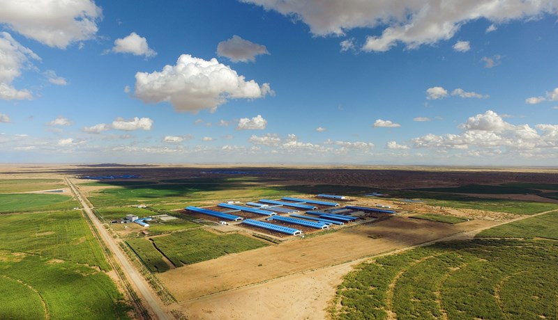 Byggðu upp mjólkurframleiðslu inn í miðri eyðimörk!