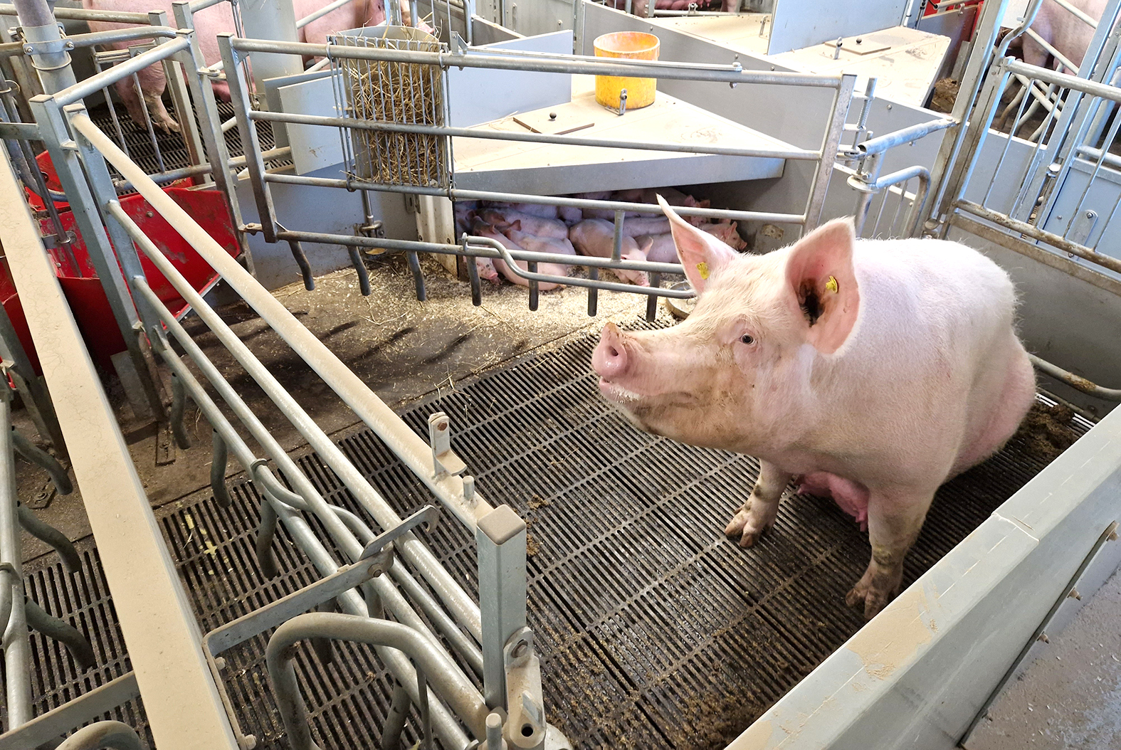 Búgrein á tímamótum