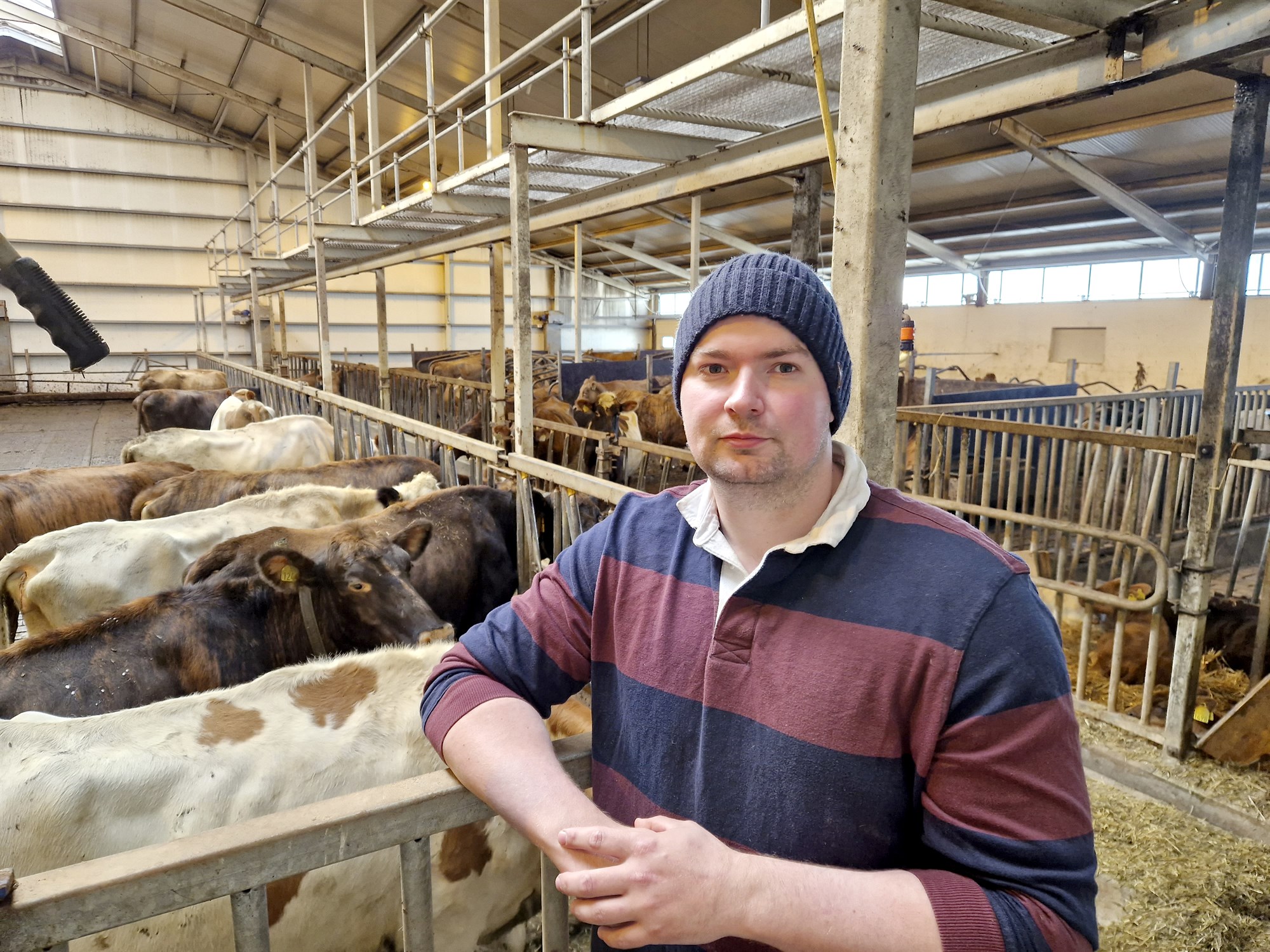 Vörður drottningar í Landeyjum