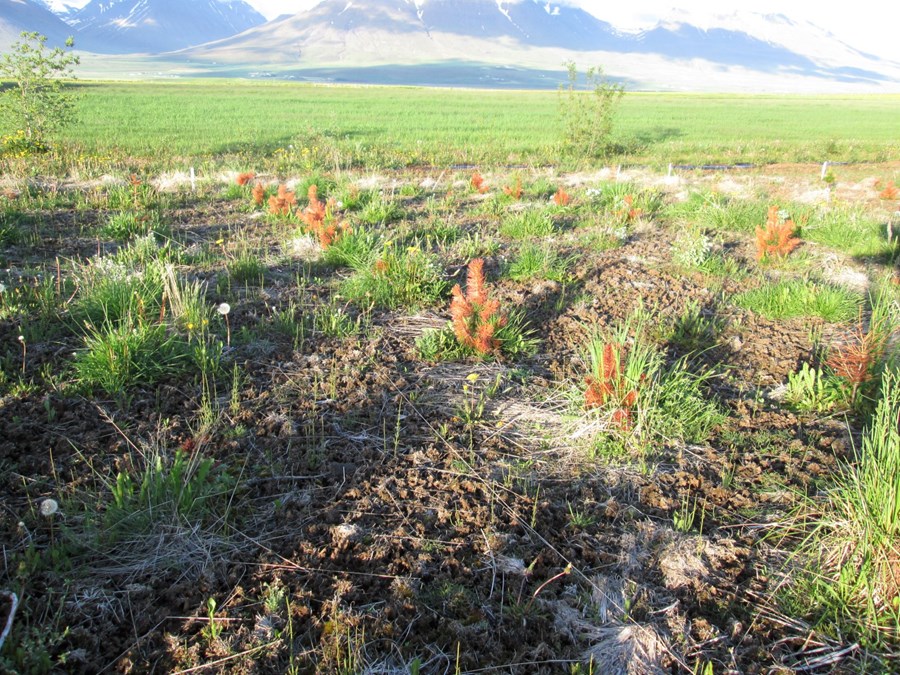 1 mynd. Eitrunaráhrif eftir úðun með Glyphosate á Krithóli 2014. Það tókst ekki að drepa grasið sem óx nálægt stofnunum.