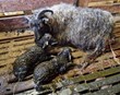 Tíðarfarið vinnur með bændum