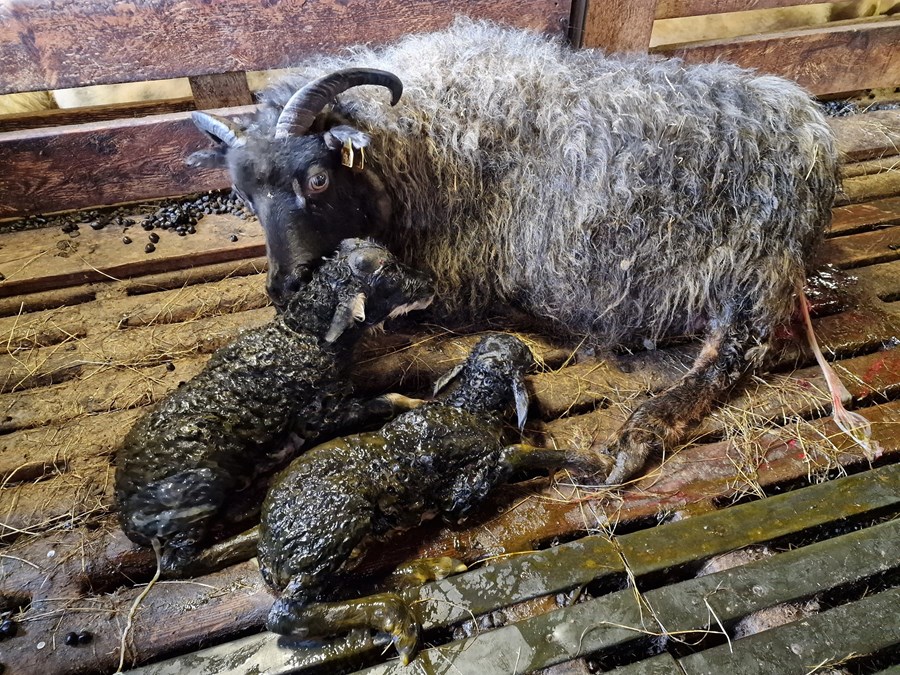 Grá ær karar tvö nýfædd lömb á Norður-Hvoli í Mýrdalssveit í byrjun maí. Þar er sauðburður kominn á fullt, eins og víða um sveitir. Vorið hefur verið svalt, þannig að enn þá vantar upp á grassprettuna. 