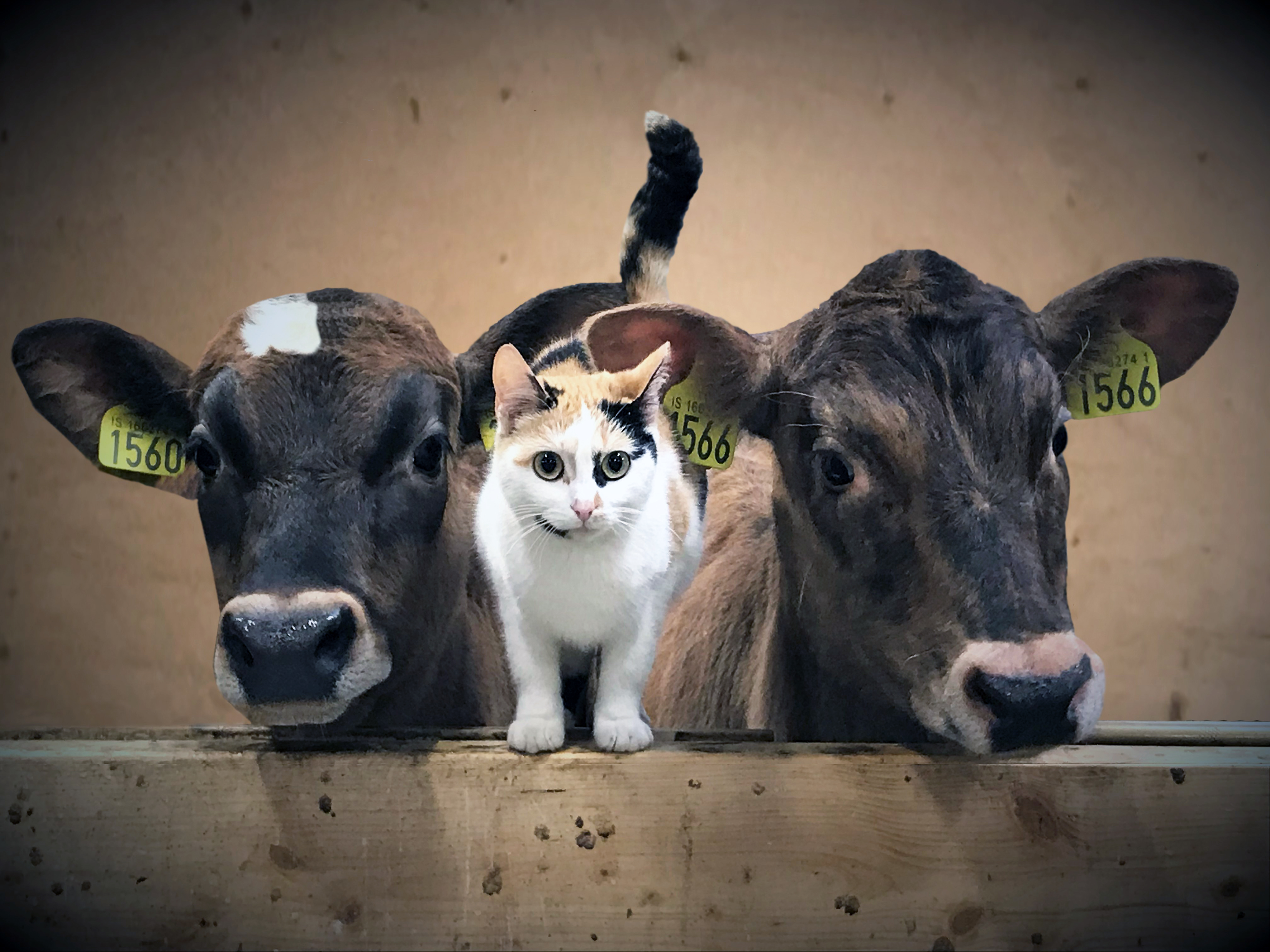 Kálfarnir Rósa og Drós ásamt kettinum Steypu í fyrsta sæti