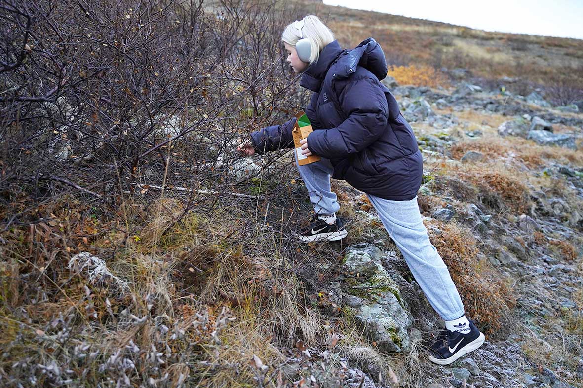 Birkifræjauppskeran best í Vesturbyggð