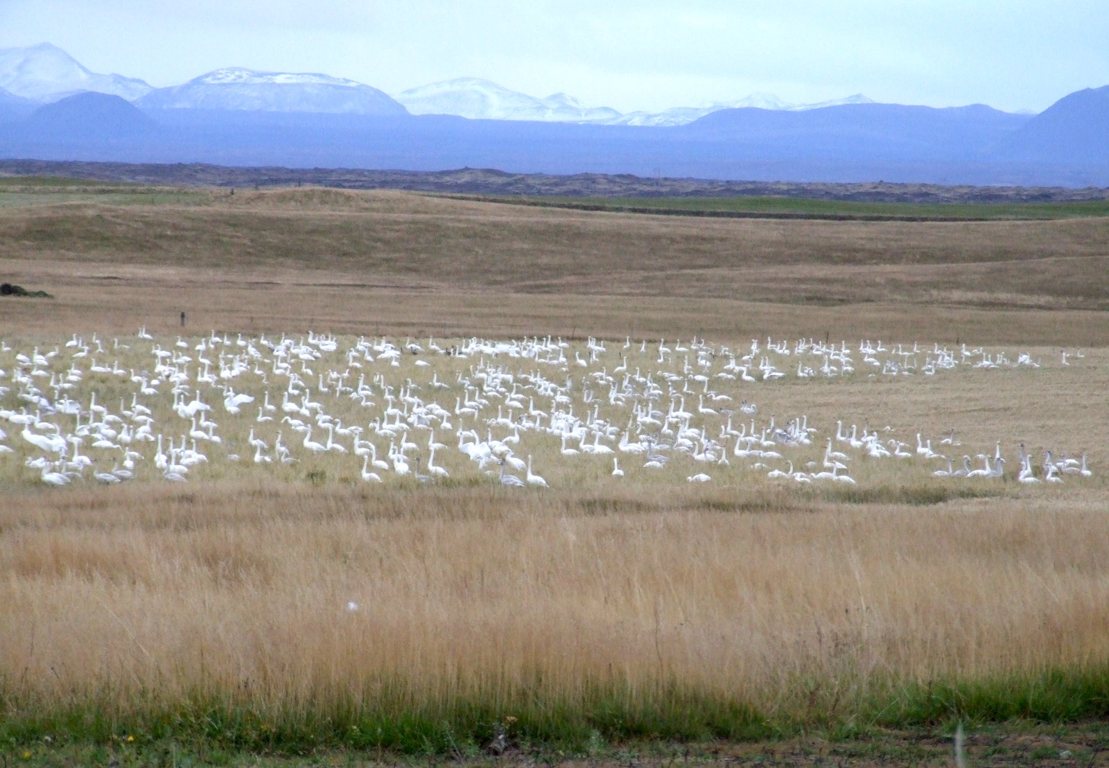 Skráning á tjóni vegna álfta og gæsa